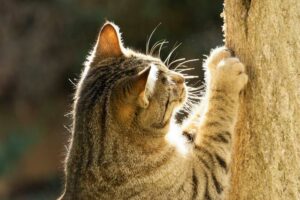 fleur de Bach calmer chat stressé